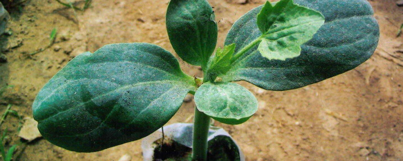 西瓜苗长虫怎么办 西瓜苗长虫子怎么办