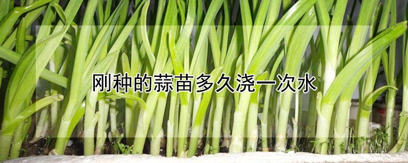 刚种的蒜苗多久浇一次水 刚种的蒜苗多久浇一次水好