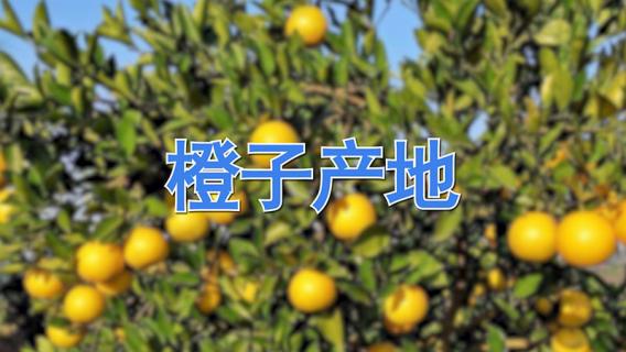 橙子产地 橙子产地在哪里
