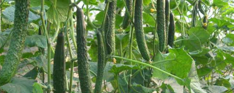 2月可以种什么蔬菜（2月可以种什么蔬菜和水果）