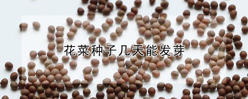 花菜种子几天能发芽（花菜种子几天能发芽出土）