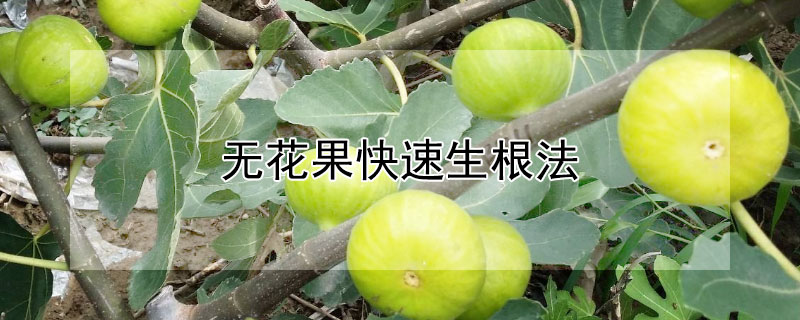 无花果快速生根法 无花果快速生根法倒插