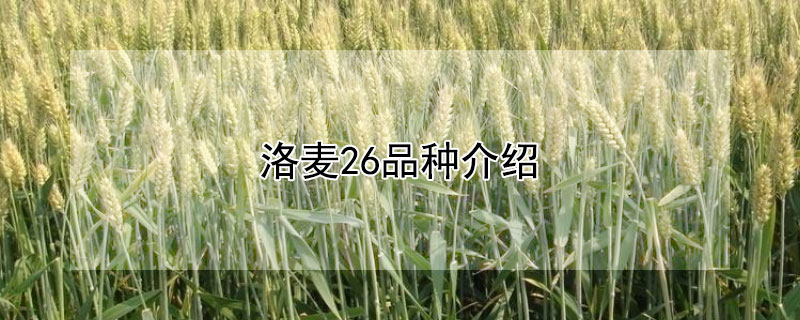 洛麦26品种介绍 洛麦27的品种介绍