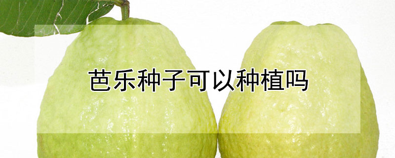 芭乐种子可以种植吗（芭乐种子可以种植吗图片）