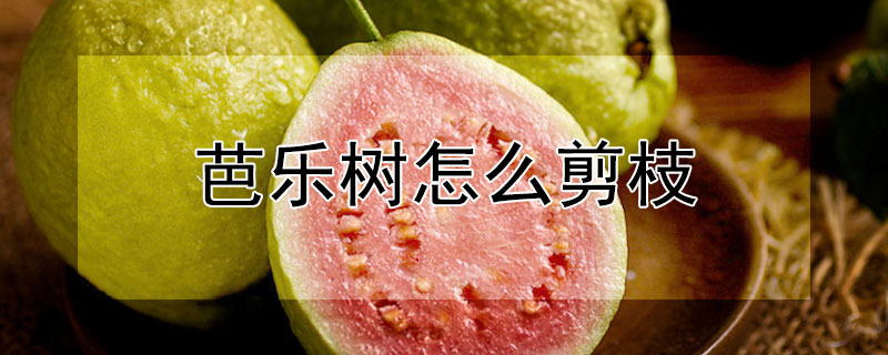 芭乐树怎么剪枝（芭乐树怎么剪枝好看）