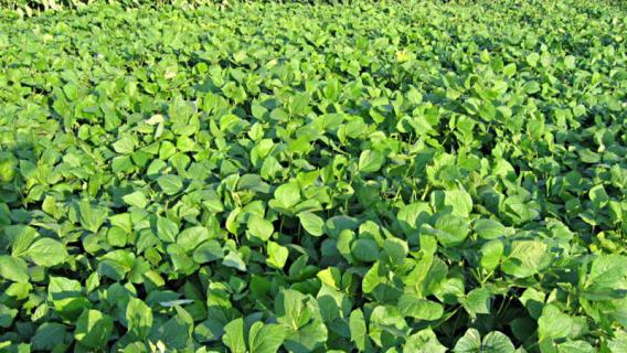 绿豆的生长过程（绿豆的生长过程视频(泡水里的）