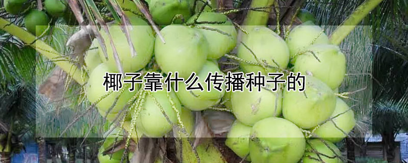椰子靠什么传播种子的 椰子靠什么传播种子的小短文