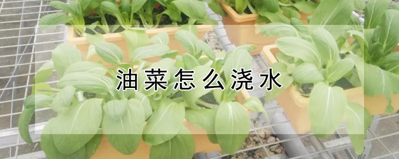 油菜怎么浇水 油菜怎么浇水施肥