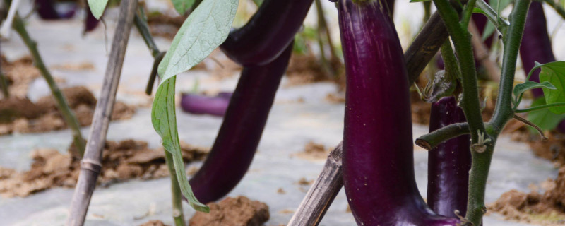 茄子几叶移栽（茄子几个叶移栽）