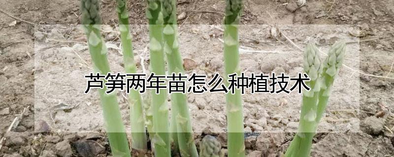 芦笋两年苗怎么种植技术（芦笋苗种植方法芦笋栽培技术）