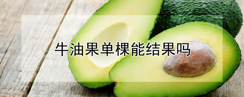 牛油果单棵能结果吗 牛油果单棵能结果吗视频