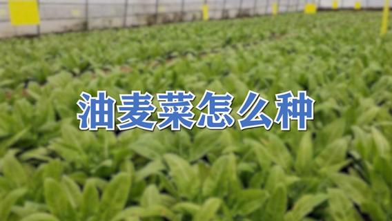 油麦菜怎么种（油麦菜怎么种植容易发芽）