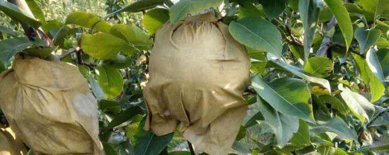 桃子套袋时间及方法 桃子什么时候套袋?桃子套袋的时间和方法