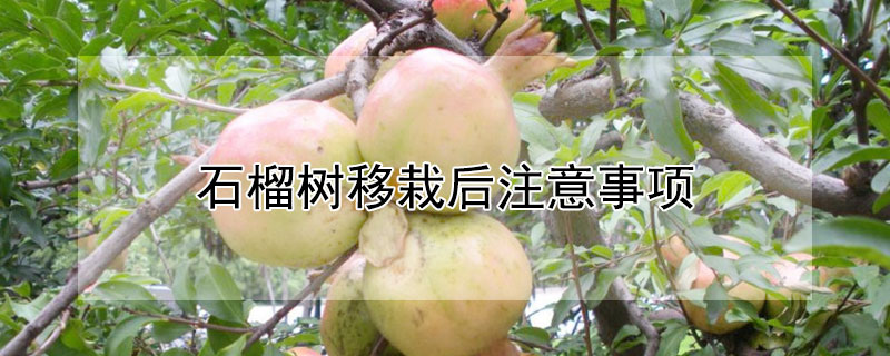 石榴树移栽后注意事项 石榴树移栽后注意事项有哪些