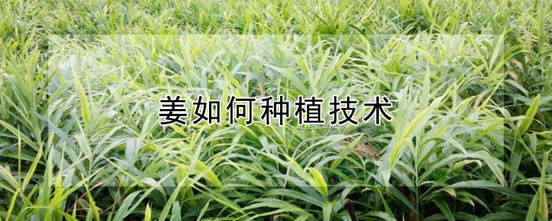 姜如何种植技术（姜如何种植技术和管理）