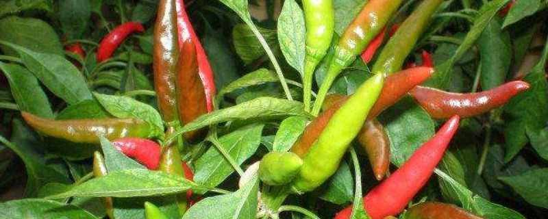 辣椒怎么施肥（辣椒怎么施肥用什么肥料好）