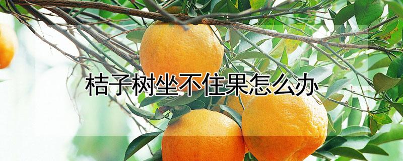 桔子树坐不住果怎么办 盆栽桔子坐不住果