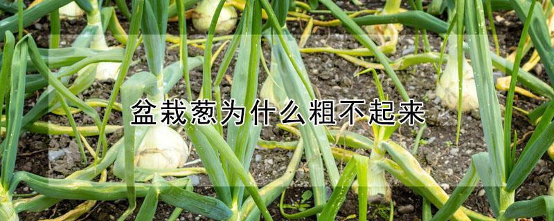 盆栽葱为什么粗不起来（盆栽小葱不长了怎么办）