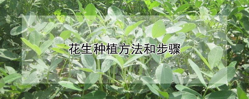 花生种植方法和步骤 花生种植技术 花生种植方法