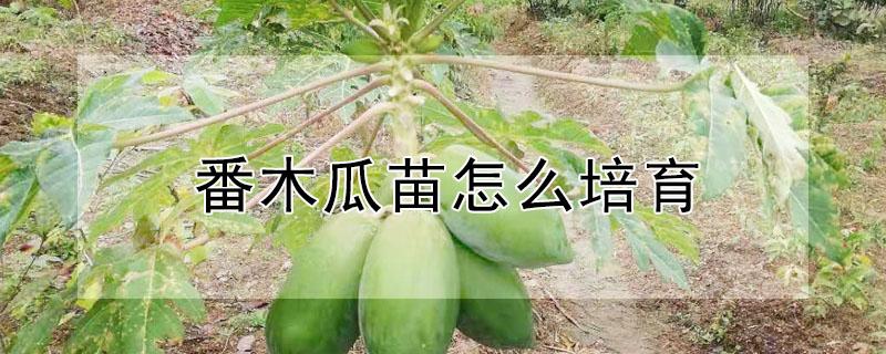 番木瓜苗怎么培育（番木瓜种苗）