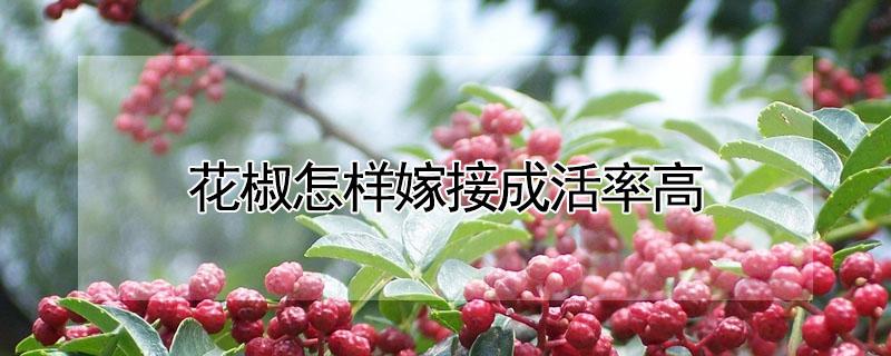 花椒怎样嫁接成活率高 花椒怎样嫁接成活率高一点