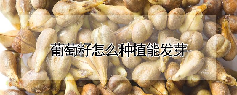 葡萄籽怎么种植能发芽 葡萄籽发芽后怎么种植