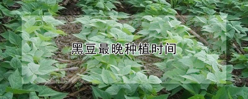 黑豆最晚种植时间（黑豆最晚种植时间是多少）