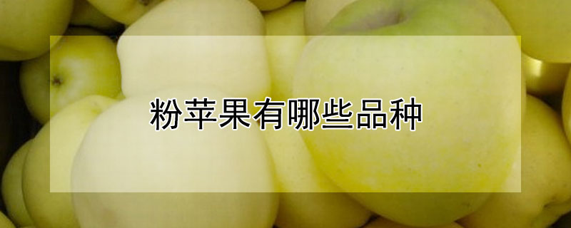 粉苹果有哪些品种（苹果是粉色的是什么品种）