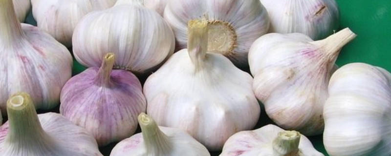 大蒜怎么种植方法 家里大蒜怎么种植方法