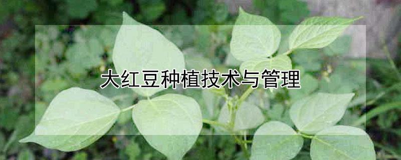 大红豆种植技术与管理（大红豆种植技术与管理视频）