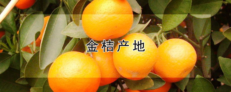 金桔产地 新疆金桔产地