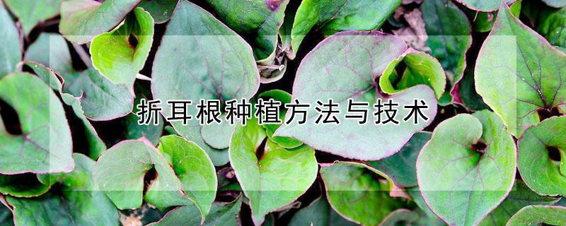 折耳根种植方法与技术 折耳根种植方法与技术视频
