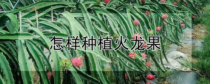 怎样种植火龙果 怎样种植火龙果盆栽和管理
