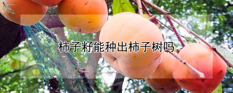 柿子籽能种出柿子树吗（柿子树的籽怎么种）