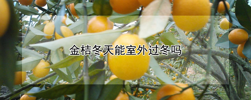 金桔冬天能室外过冬吗 金桔冬天养护