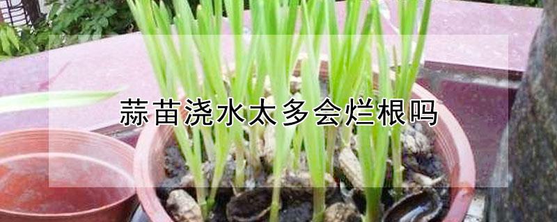 蒜苗浇水太多会烂根吗（蒜苗浇水太多会烂根吗图片）