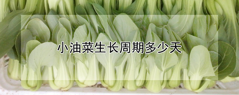 小油菜生长周期多少天 小油菜生长周期多少天出苗