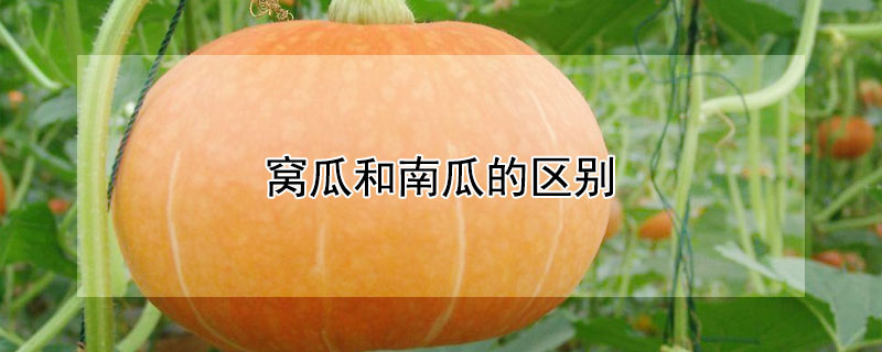 窝瓜和南瓜的区别 窝瓜和南瓜的区别在哪里