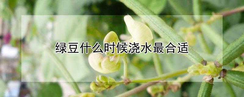 绿豆什么时候浇水最合适（绿豆的浇水时间）