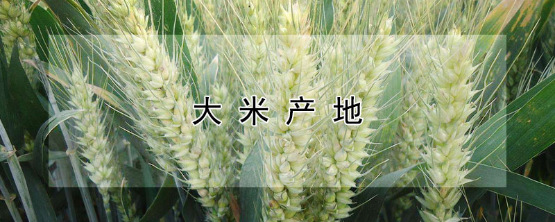 大米产地（大米产地主要在哪个省）
