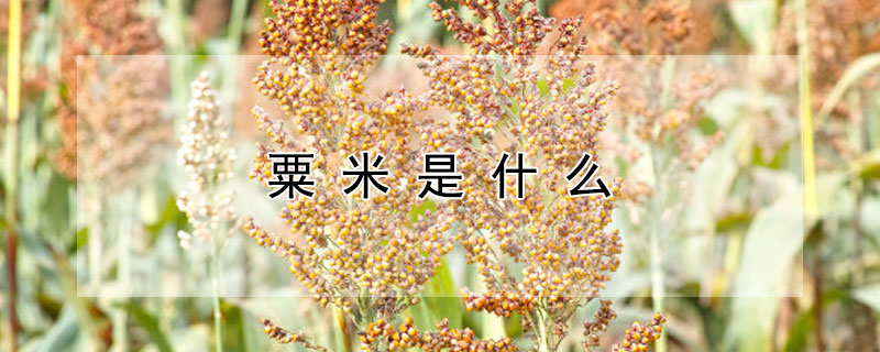 粟米是什么 粟米是什么时候出现的