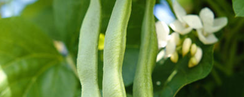 豆角多少天浇水一次（豆角多少天浇水一次比较好）