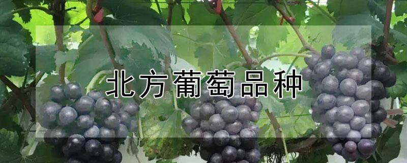 北方葡萄品种（北方葡萄品种价格）