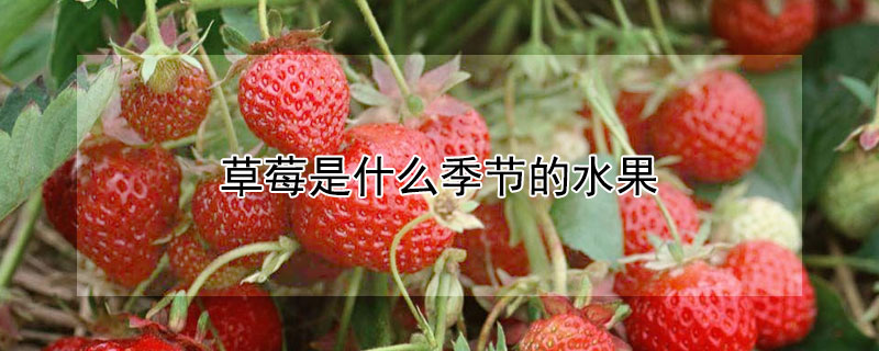 草莓是什么季节的水果（正常草莓是什么季节的水果）