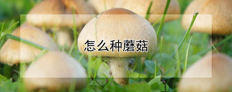 怎么种蘑菇 玉米芯怎么种蘑菇