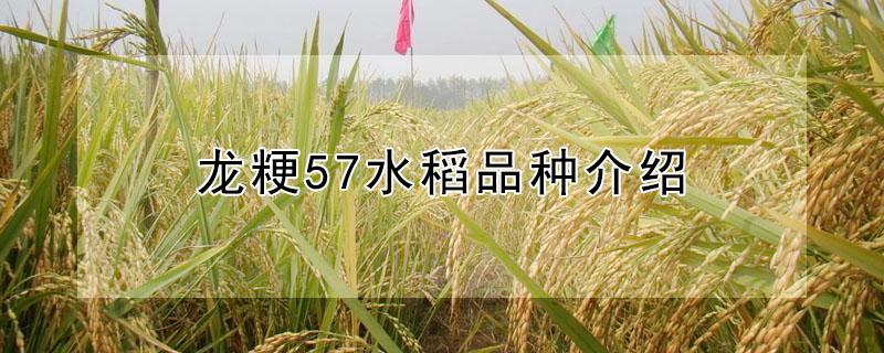 龙粳57水稻品种介绍 龙粳57水稻品种介绍抗倒伏吗