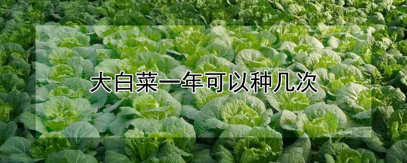 大白菜一年可以种几次（大白菜一年可以种几次种子）