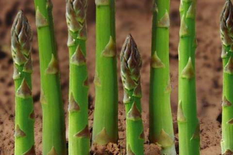 如何自己种芦笋