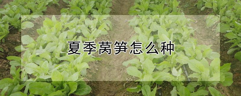 夏季莴笋怎么种 夏季莴笋怎么种植