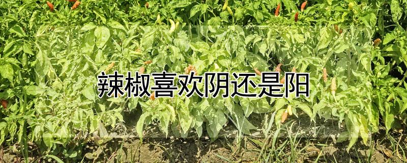 辣椒喜欢阴还是阳 辣椒喜阴吗